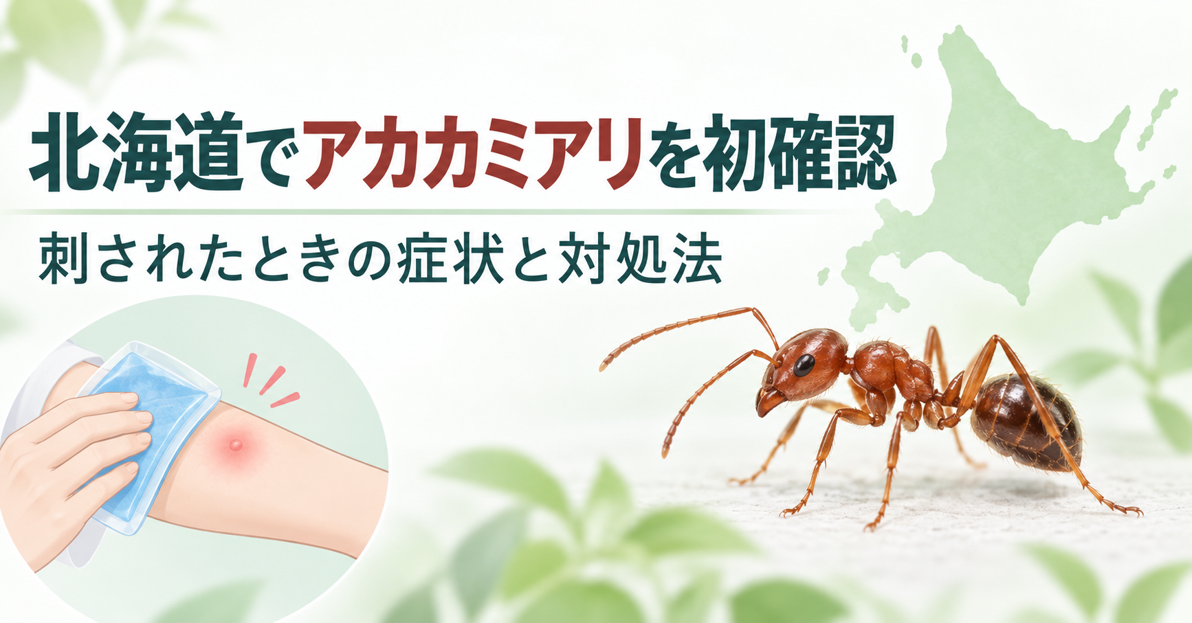 北海道でアカカミアリを初確認｜刺されたときの症状と対処法を皮膚科医が解説
